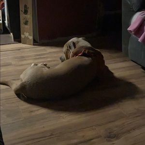 Meet your Posher, Justin